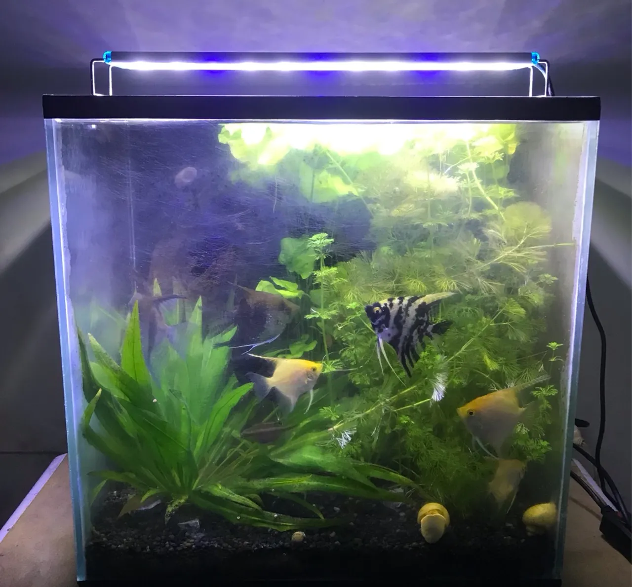 Aquário com Sump traseiro 64L
