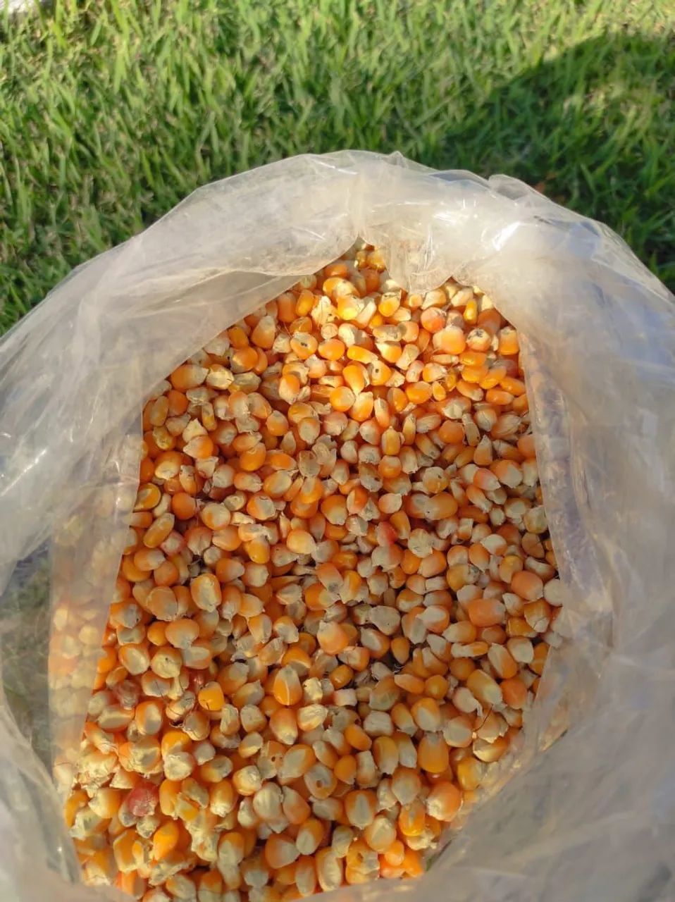Milho para plantio - Foto 5