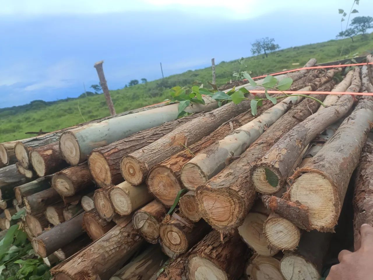 Escoras de eucalipto para laje .