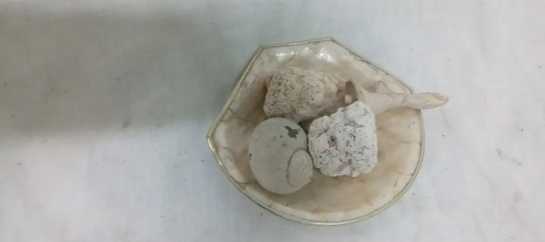 Decoração com Concha feita de madrepérola com uma borda - Foto 2