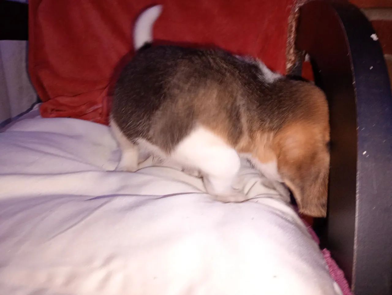 Filhote Beagle macho - Foto 3