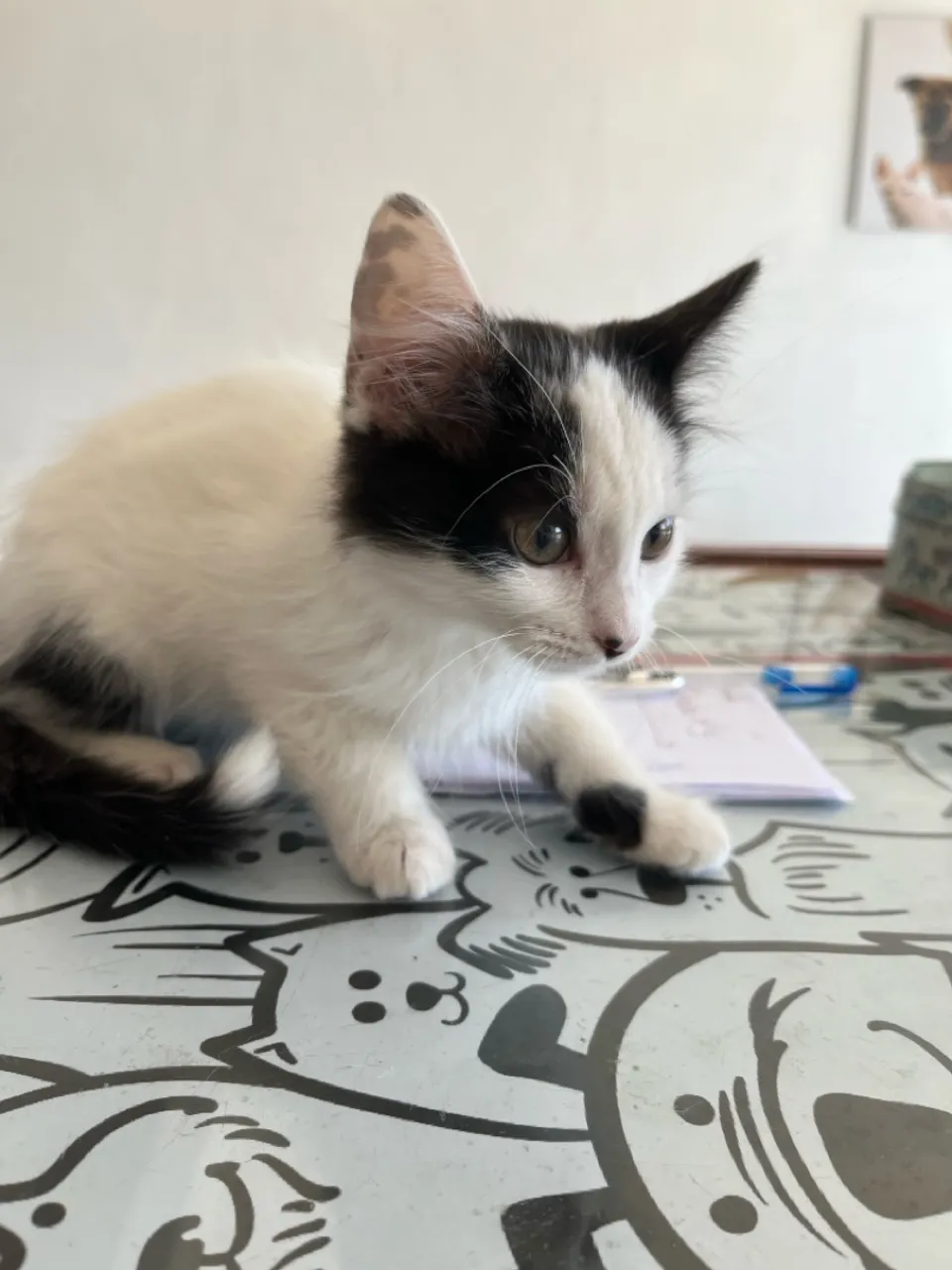 Gatinho para adoção