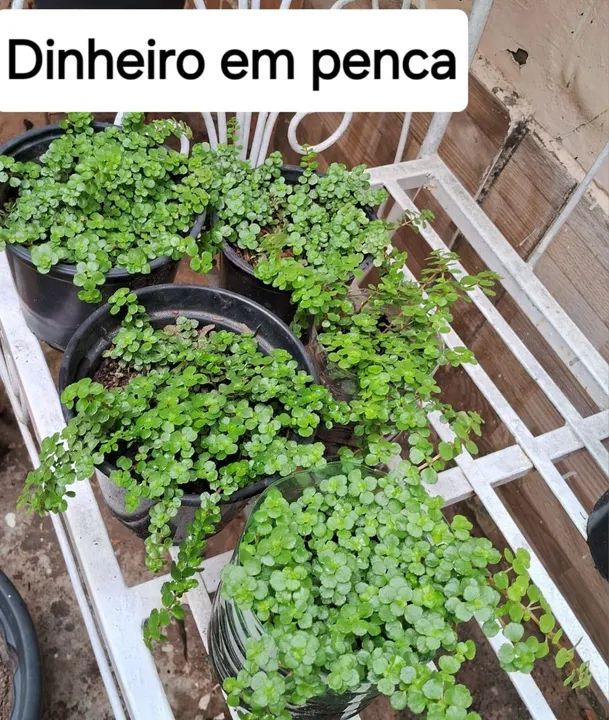 Mudas por 4,00 - Foto 2