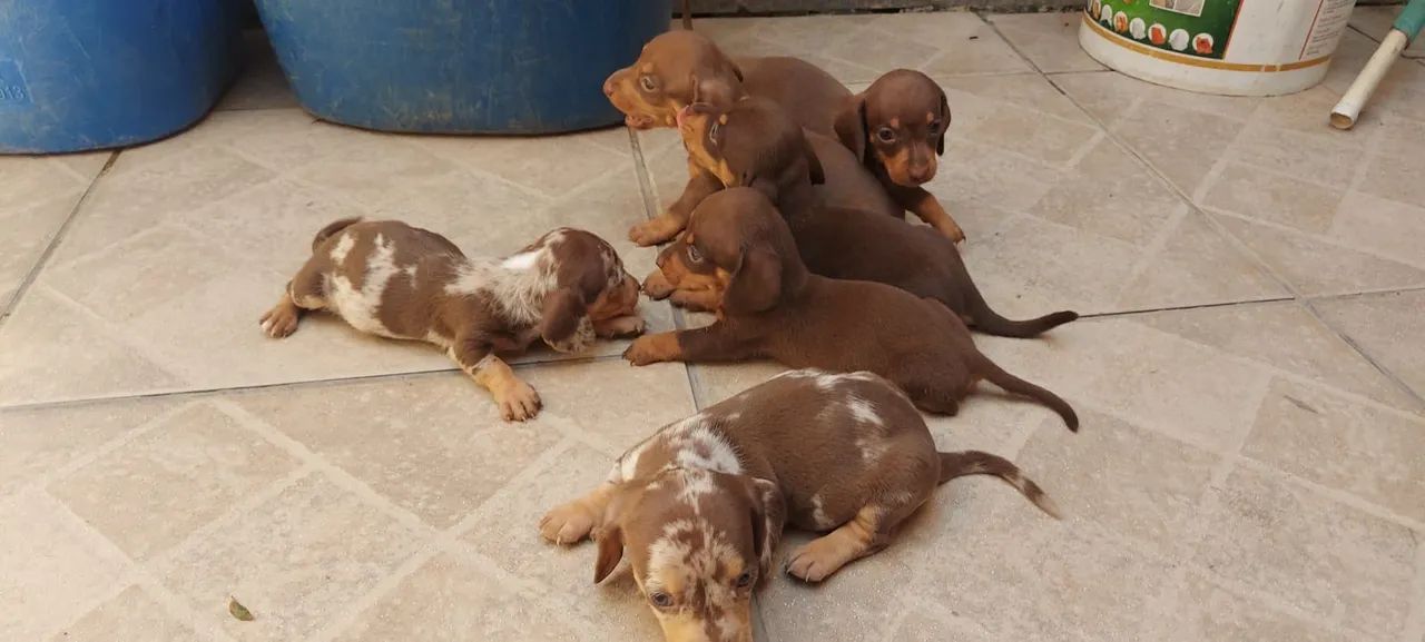 Dachshund Mini Alerquim e Chocolate 