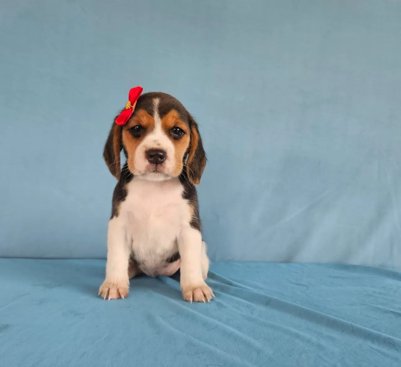 Filhotes Beagle  - Adoráveis