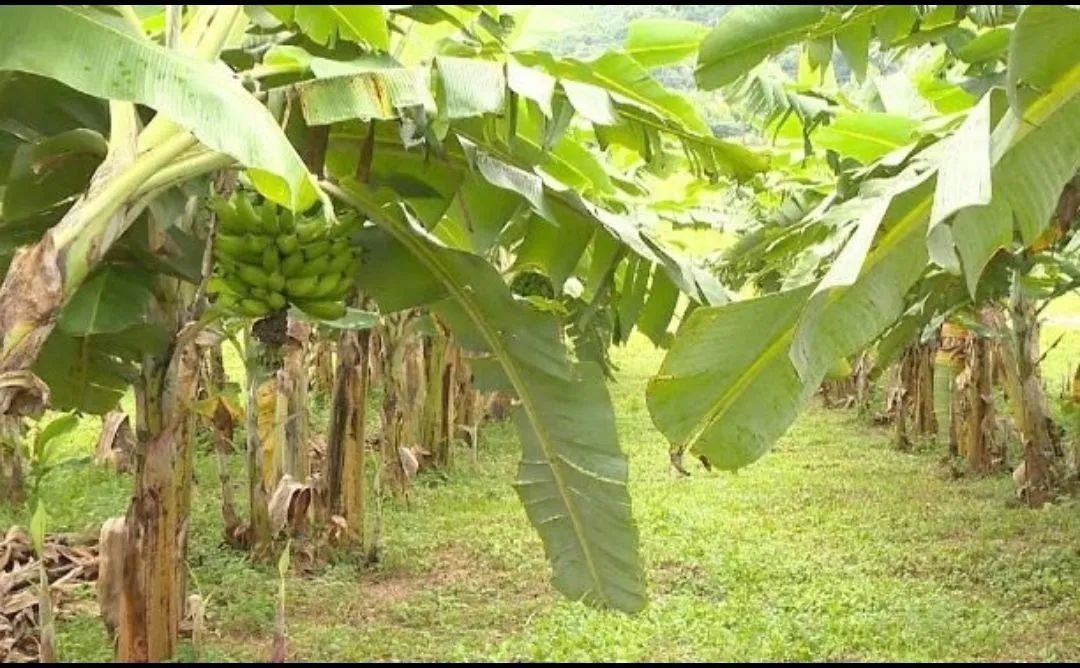 Mudas de banana comprida  - Foto 3