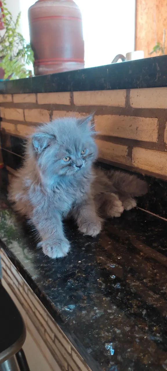 Gatinho Persa Azul  British long hair 