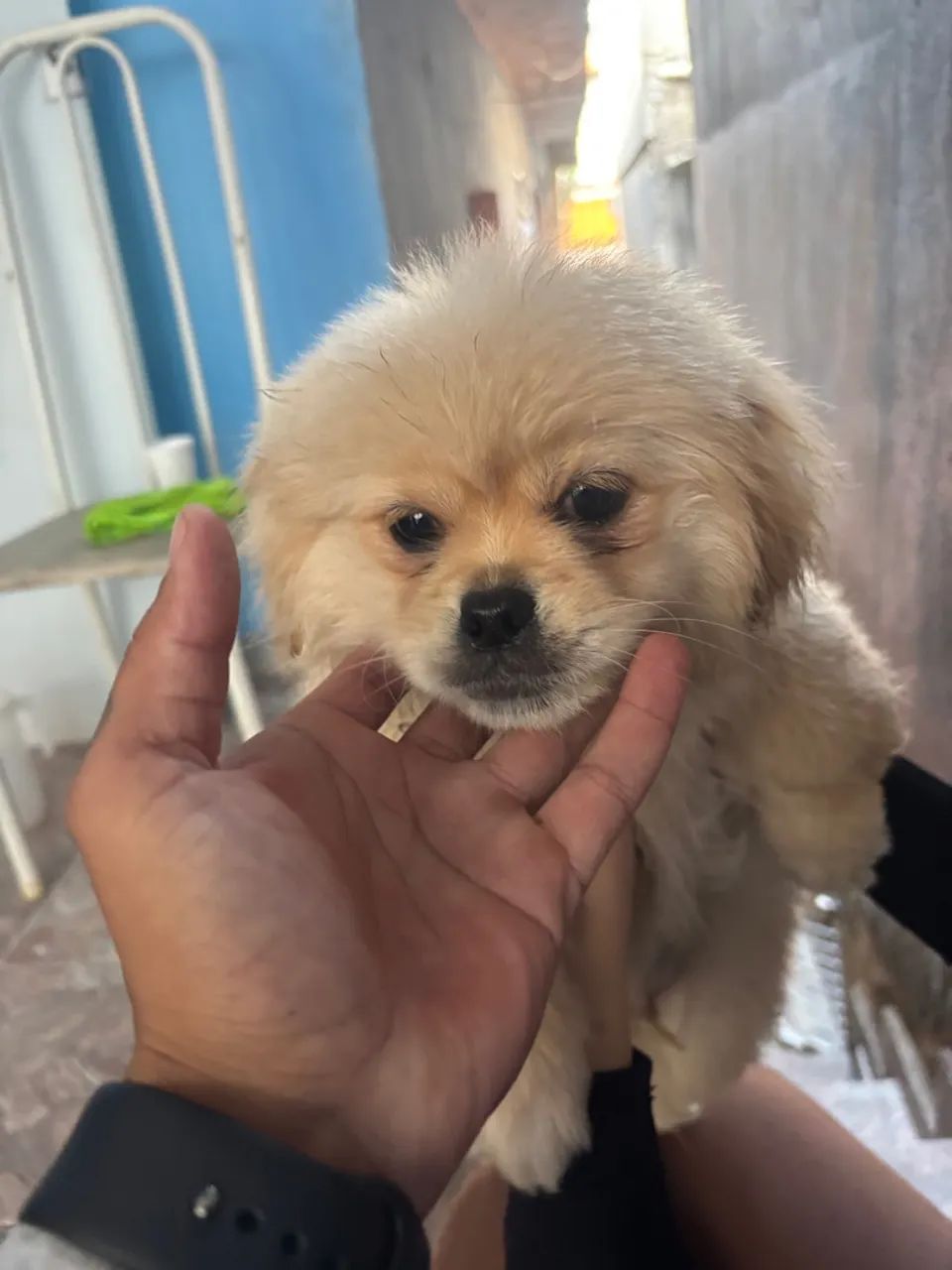 Cachorro Pequinês - Fofo e Carinhoso - Foto 4