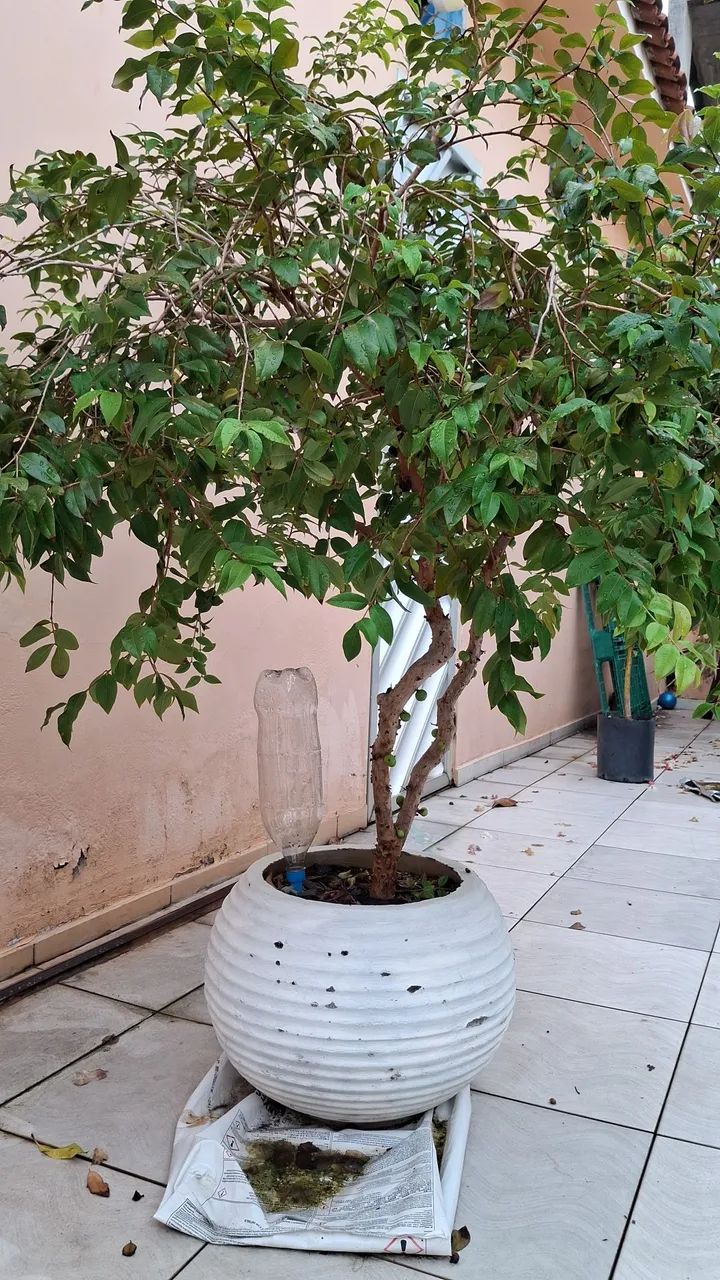 FILHOS DE BANANA PACOVAN  - Foto 5