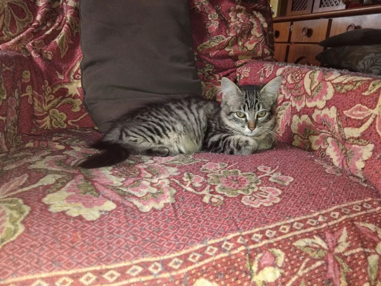 Fêmea filhote lindíssima - Foto 2