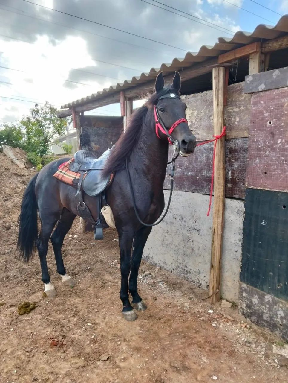 Cavalo Manga Larga Machador