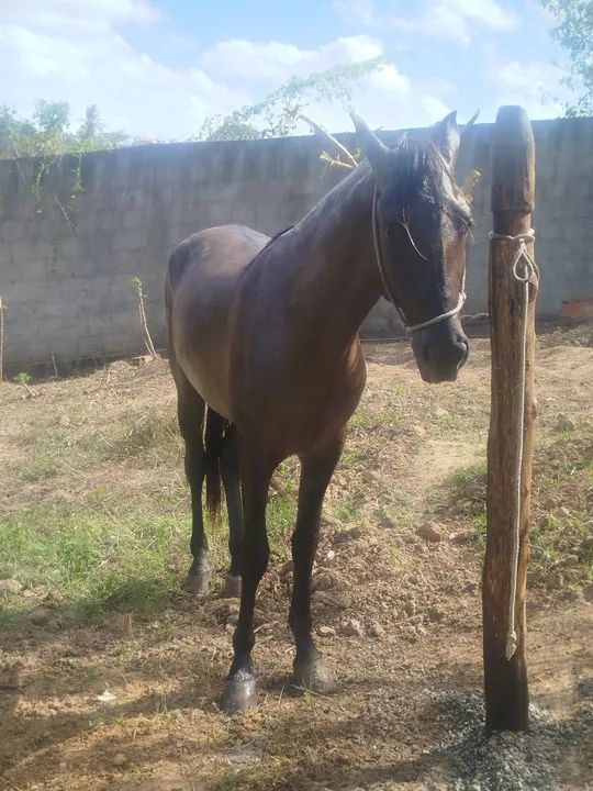 Cavalo Mangalarga Marchador - Animal de Excelente Linhagem - Foto 6