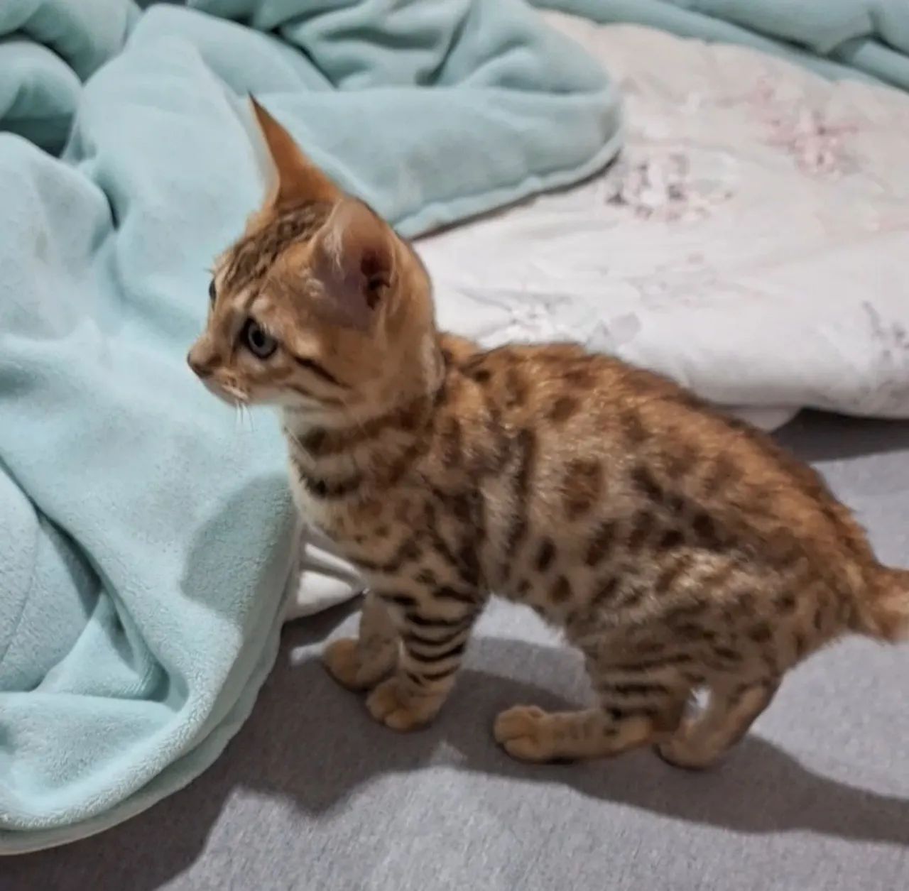 Gatinho Bengal de 3 meses