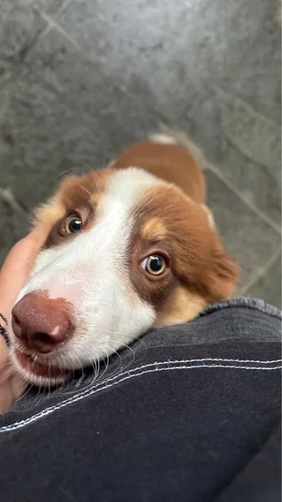 Border Collie Filhote - 4 Meses - Foto 3