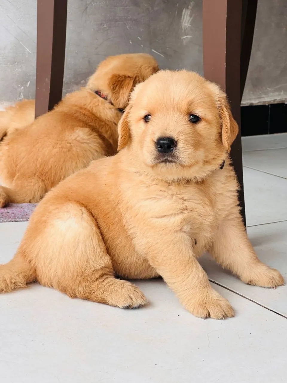 Filhotes Golden Retriever - com Pedigree e Vacinados