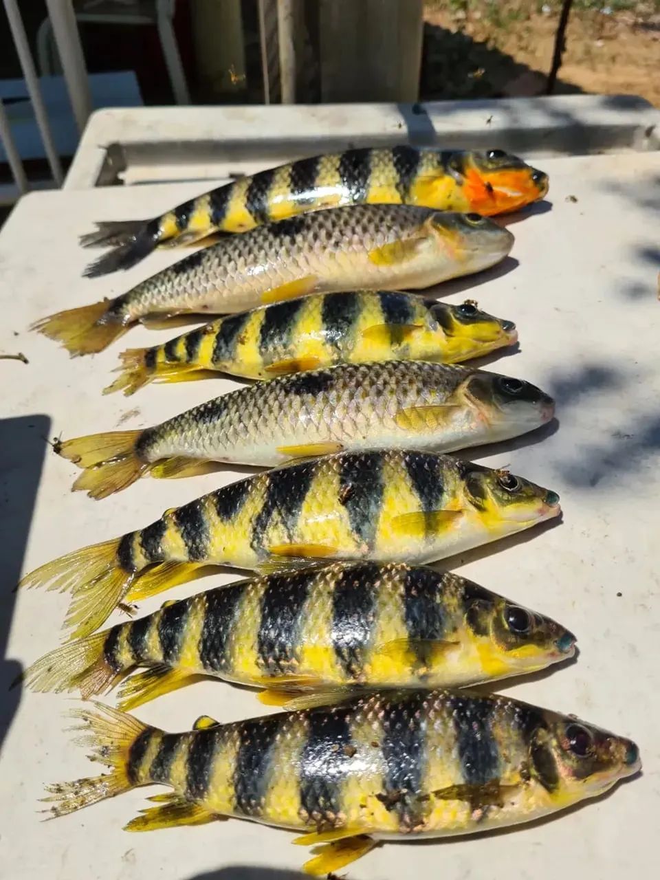 ] Venha conhecer o melhor para sua Pescaria, Chacaras de 20.000 metros beira rio : - Foto 12