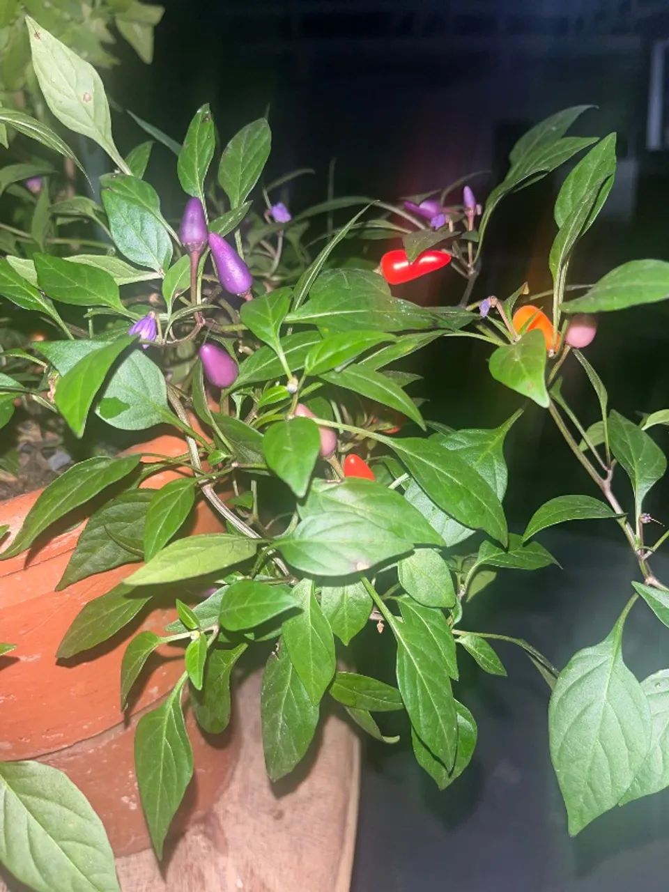 Pimenta Pirâmide Arco-Íris 