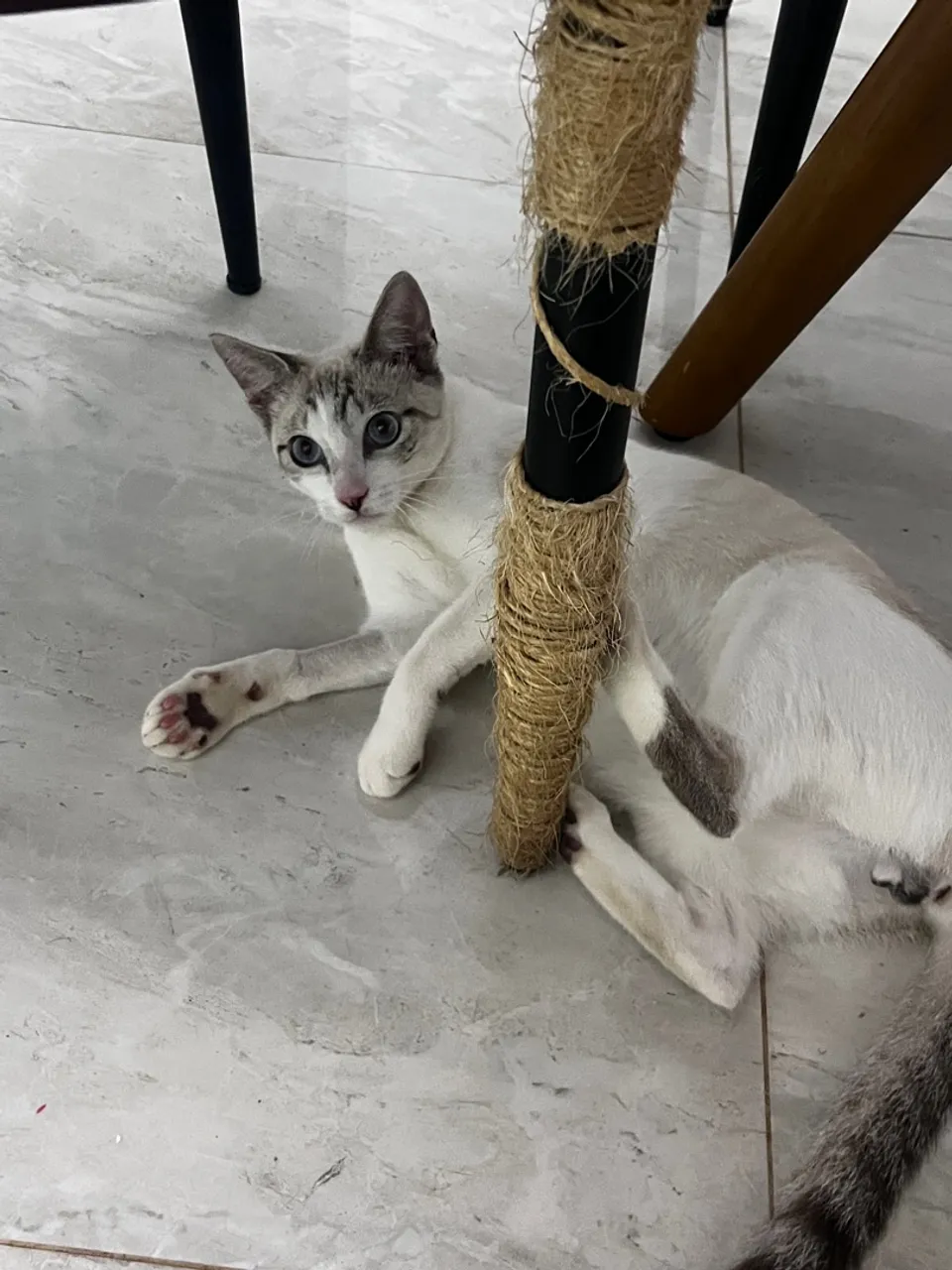 Doação gato macho