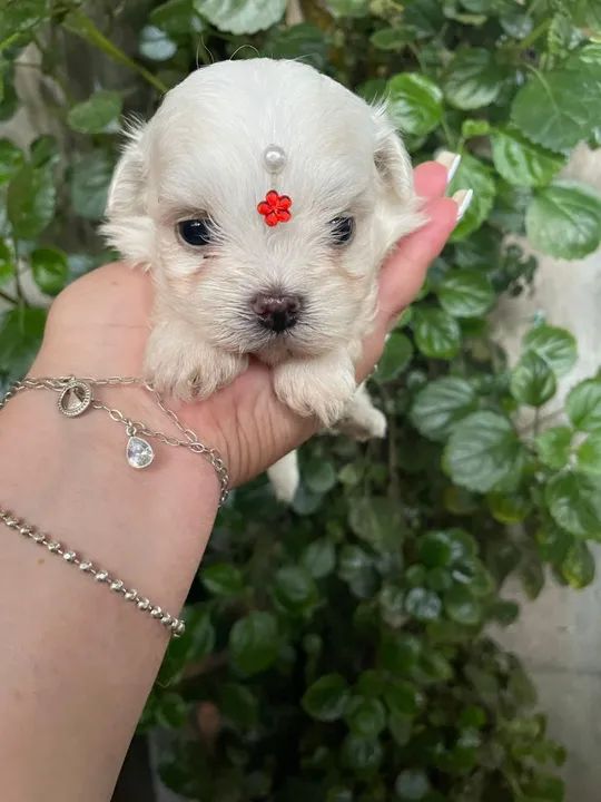 Fêmea de maltês baby face micro!! $2.300,00 - Foto 3