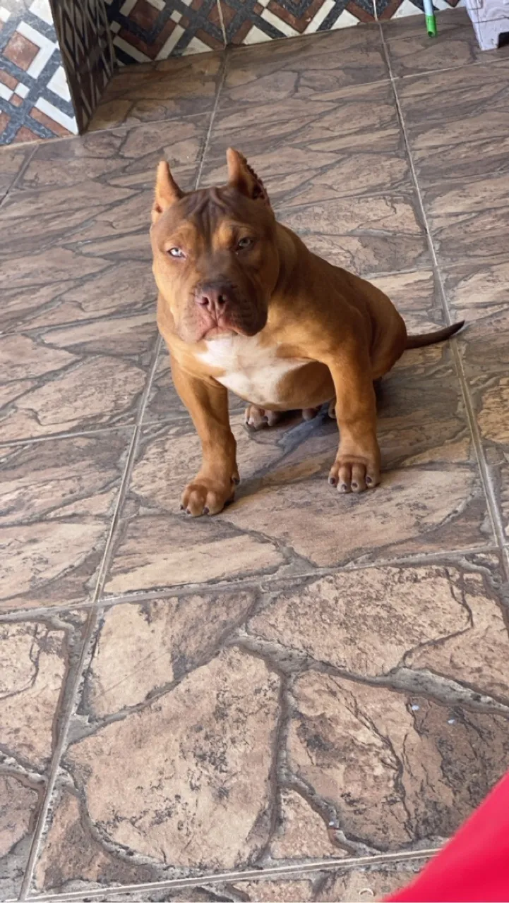 Filhote macho de pit Monster pedigree ibc 