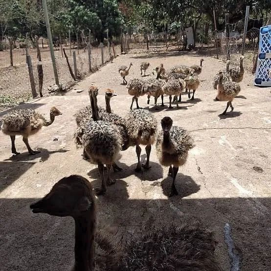 DOA-SE FILHOTES DE AVESTRUZ COM URGÊNCIA 