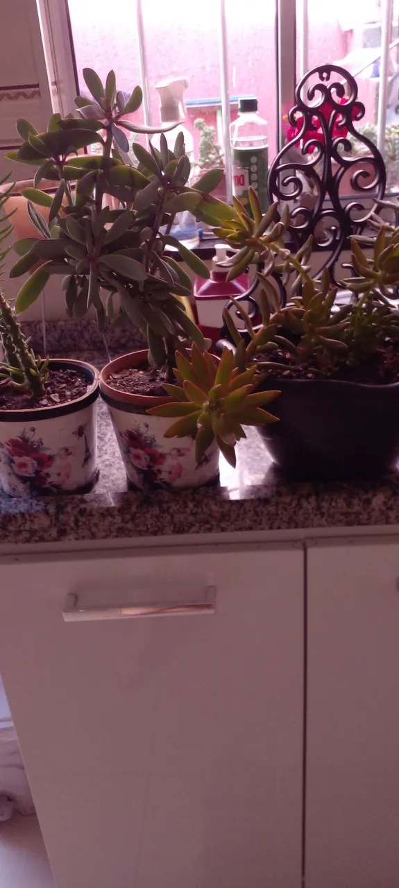 Suculentas e cactos