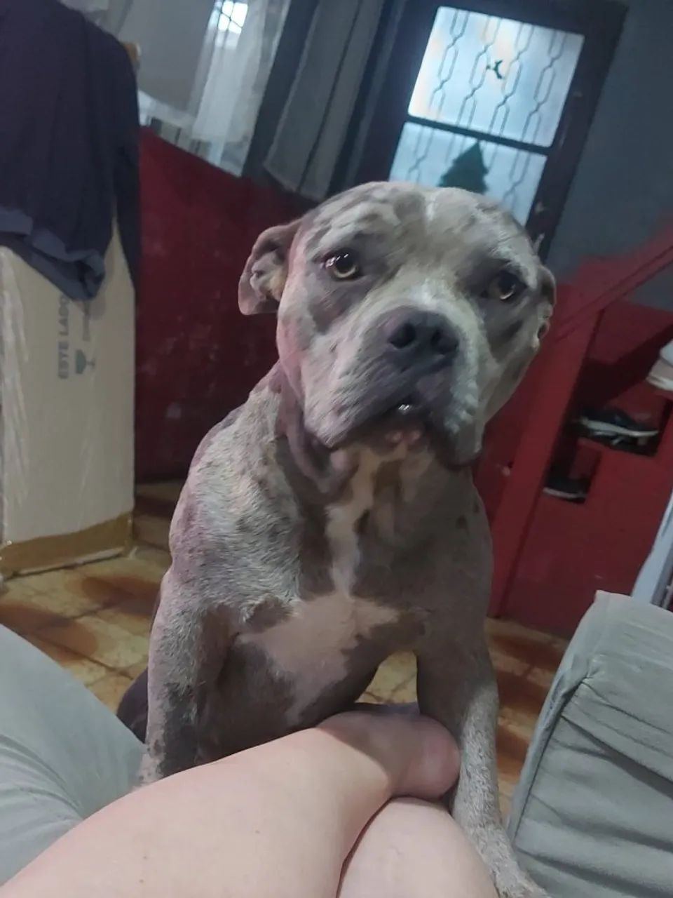 Casal American Bully - Foto 5