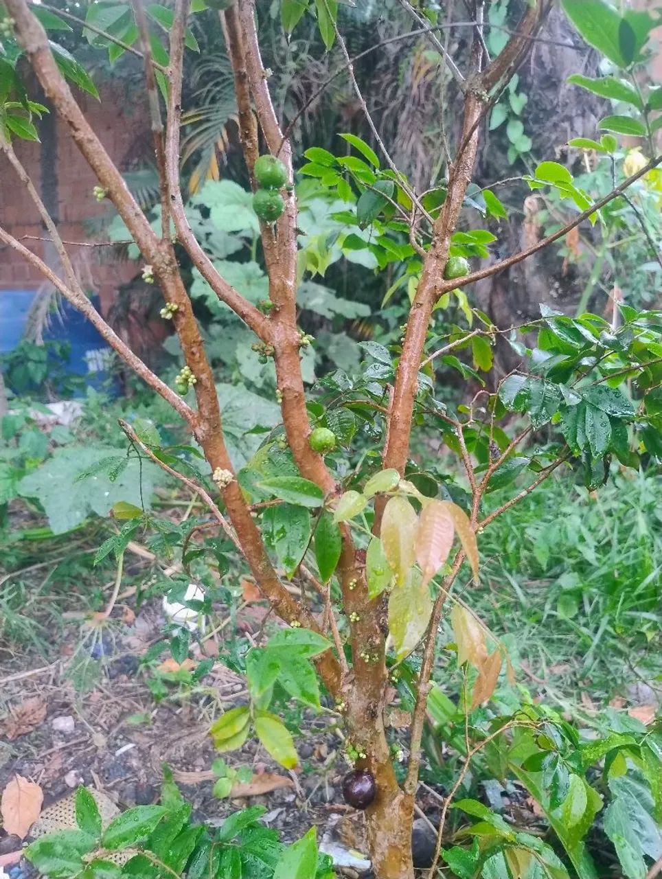 Jabuticaba híbrida  - Foto 3
