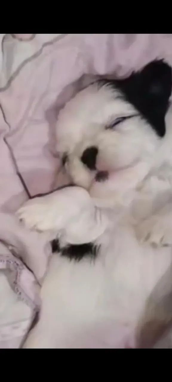 Shitzu mini - Foto 3
