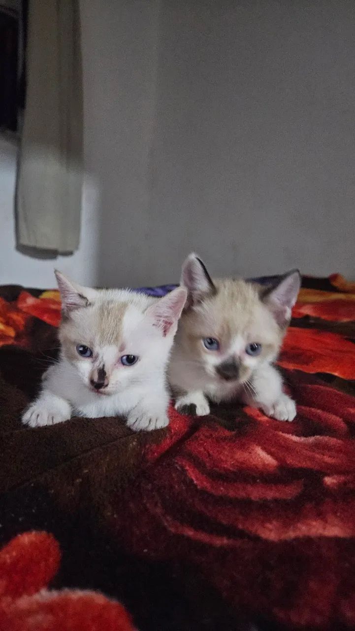 Gatos Doação  - Foto 6