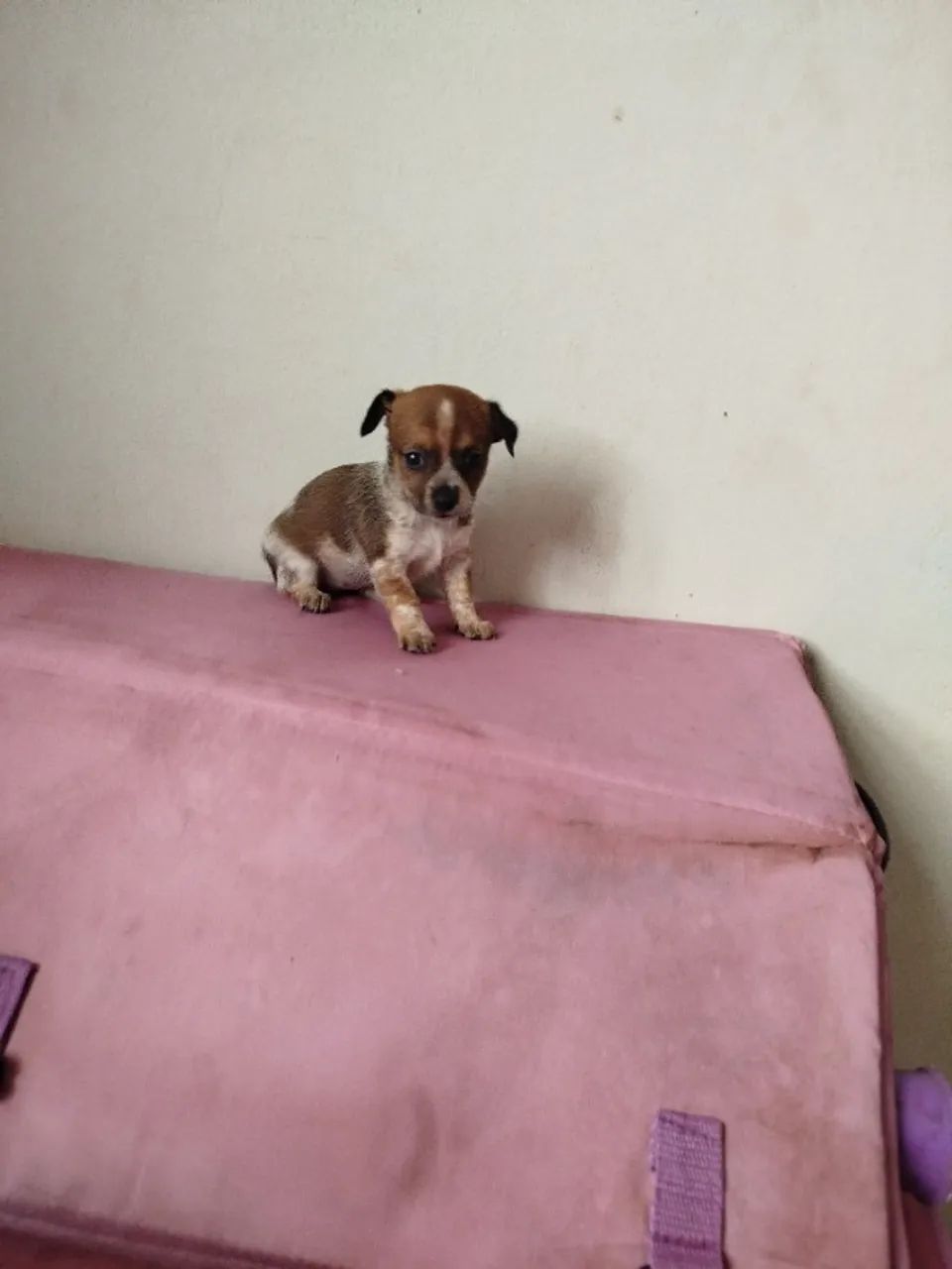 Pinscher - Foto 3