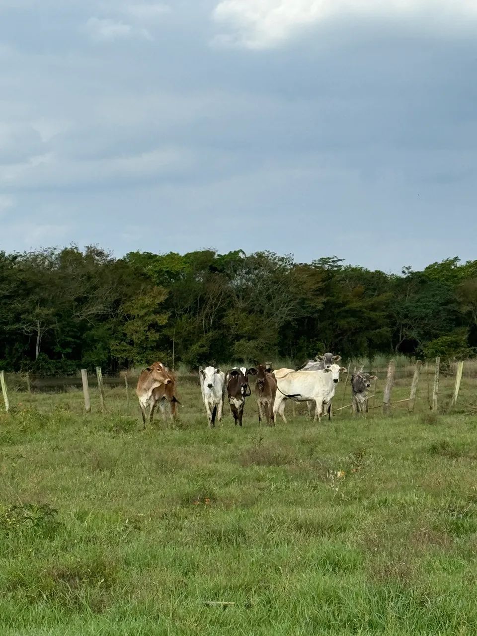 Novilhas 