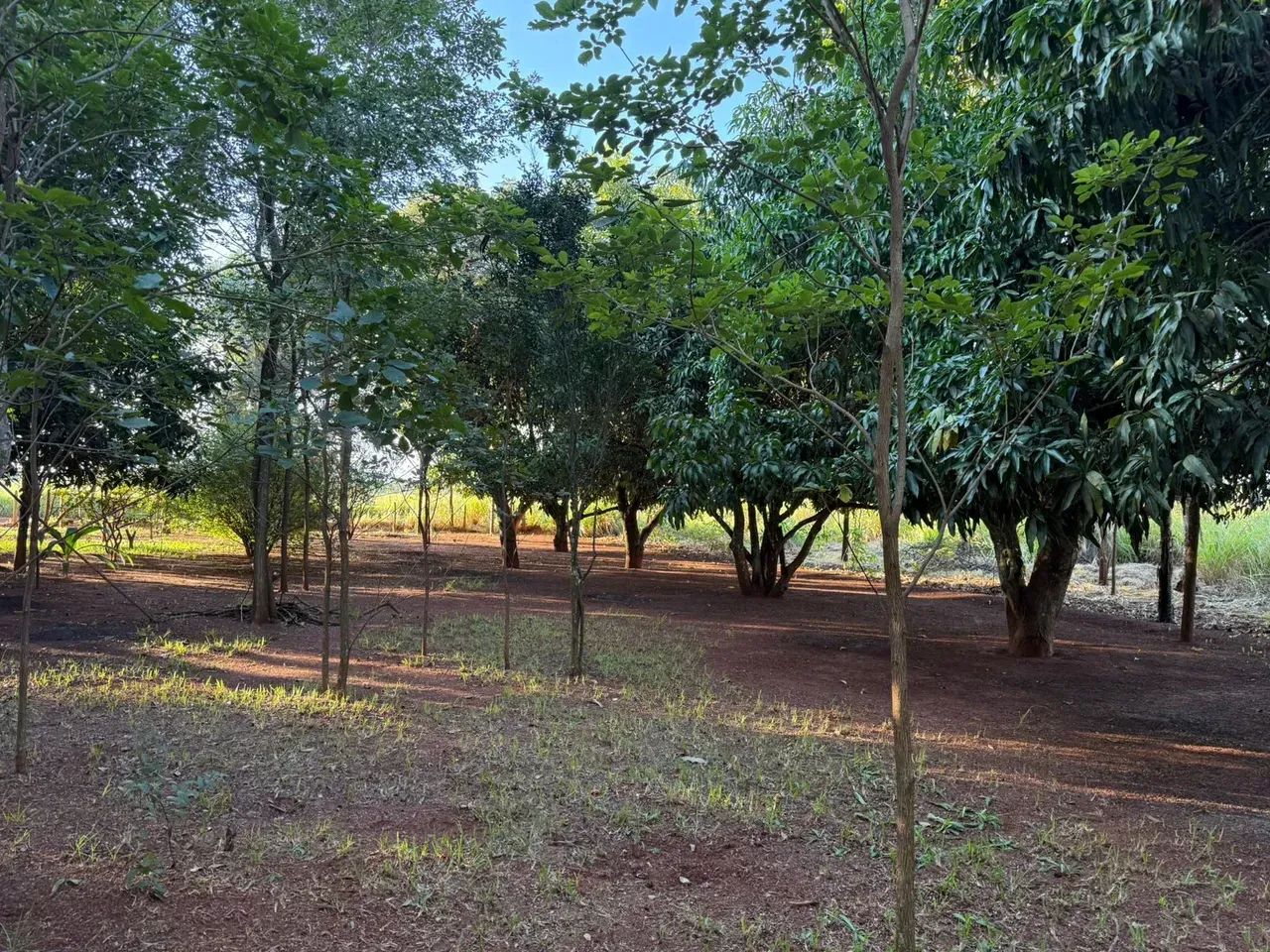 CÓD. 501  Chácara à venda com 31,9 hectares em Sidrolândia/MS - Foto 3