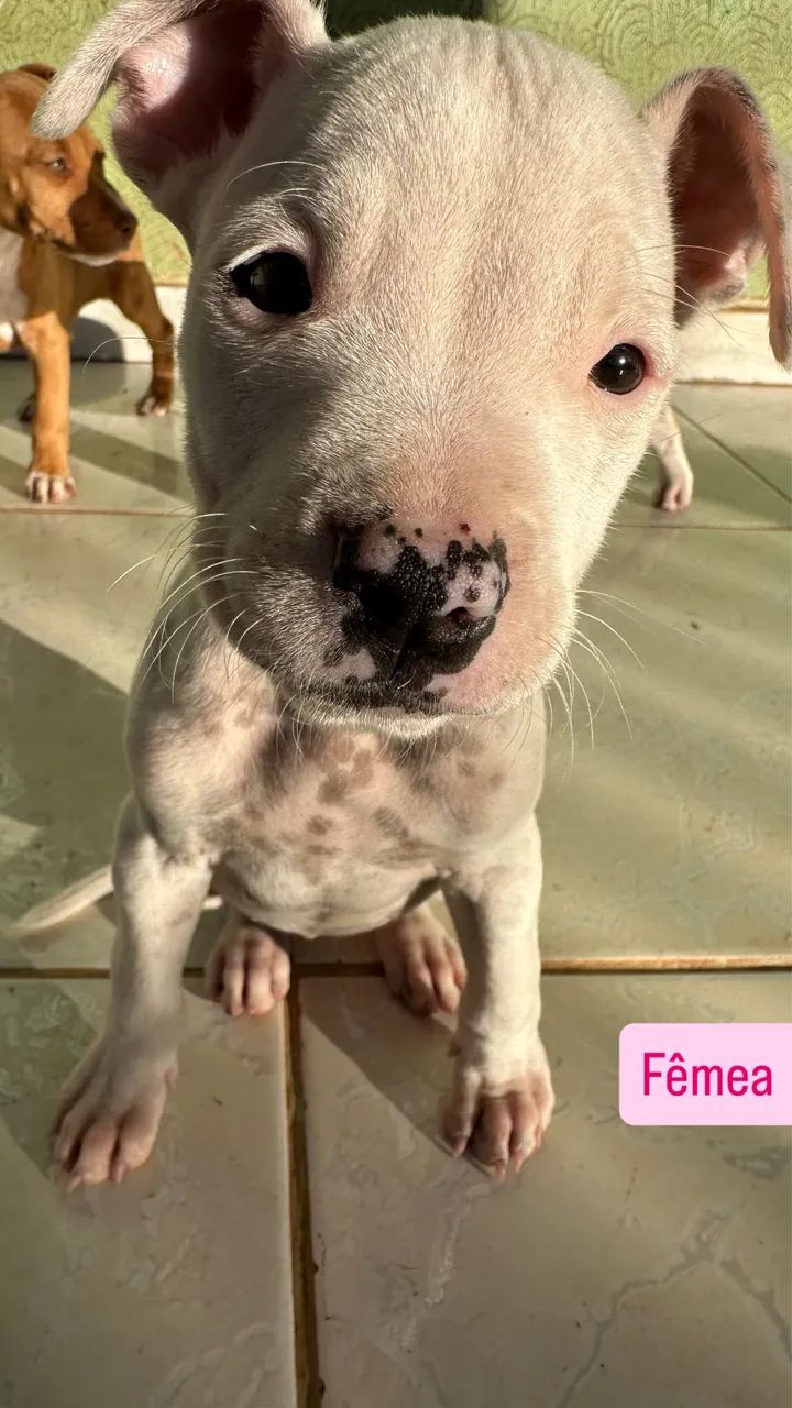 Pitbull  - Foto 5