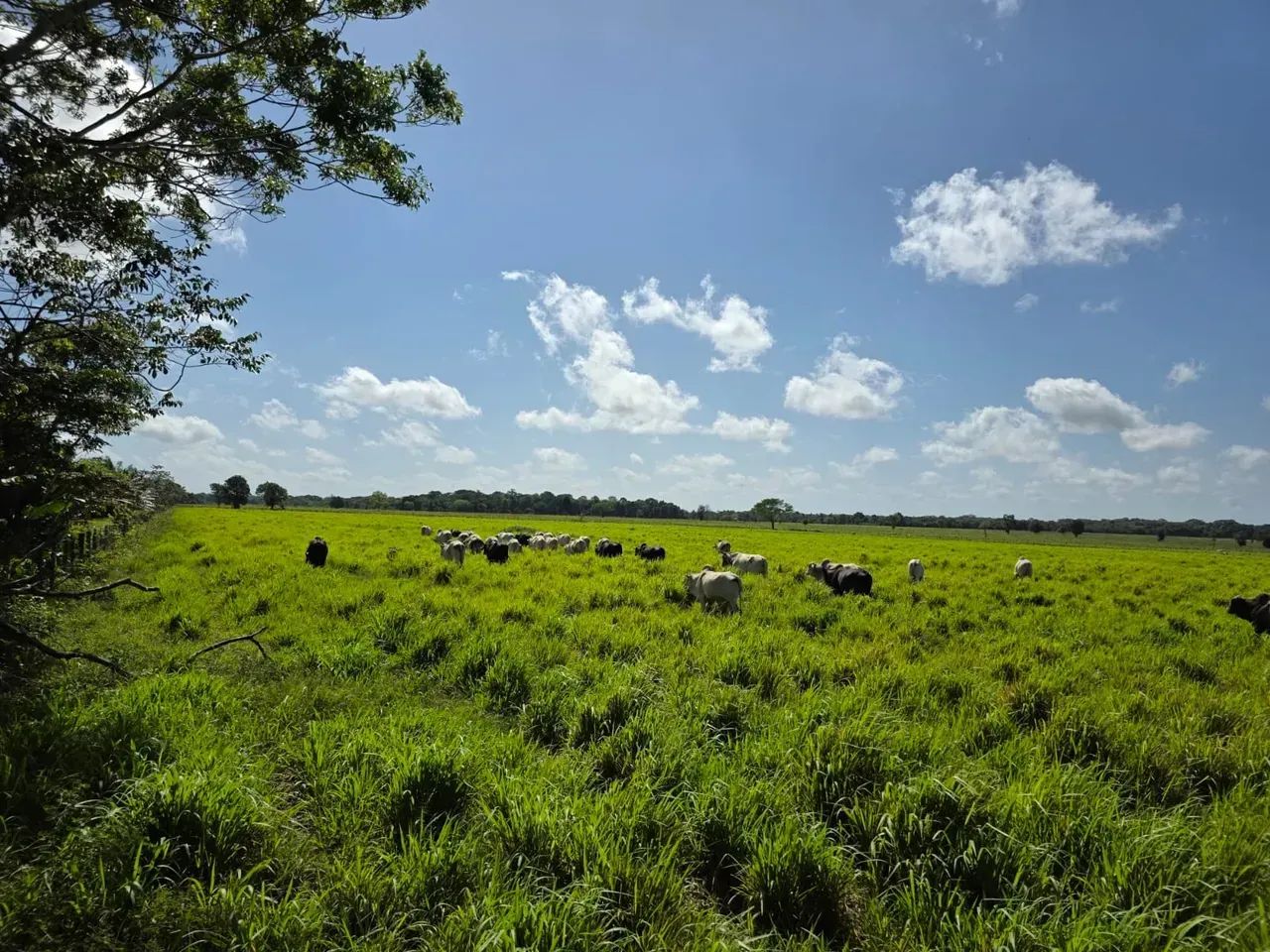 FAZENDA EM CASTANHAL - PA - Foto 4