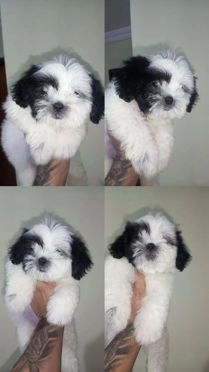 Cachorro  - Foto 2