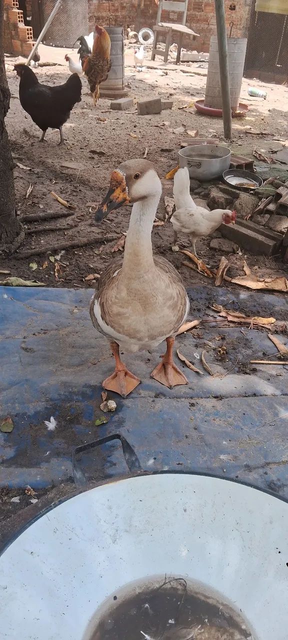 Aves