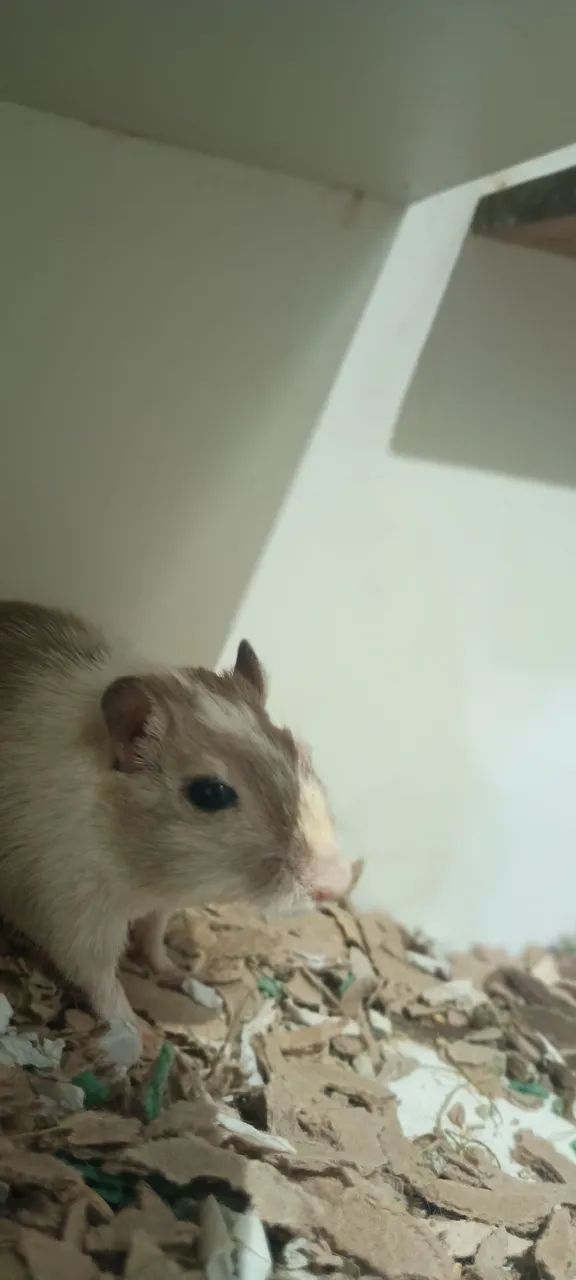 Gerbil do amor.  - Foto 2
