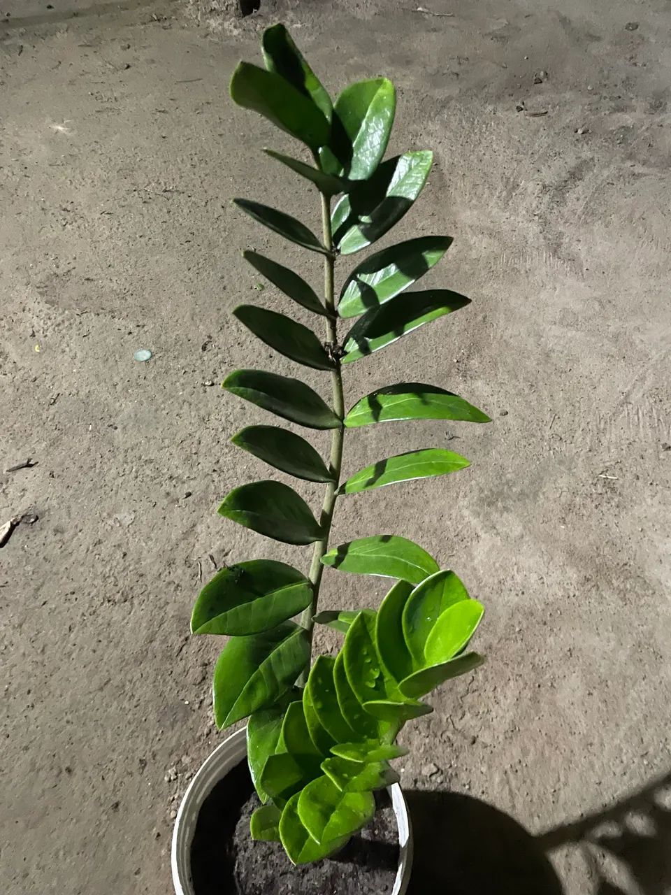 Mudas de plantas