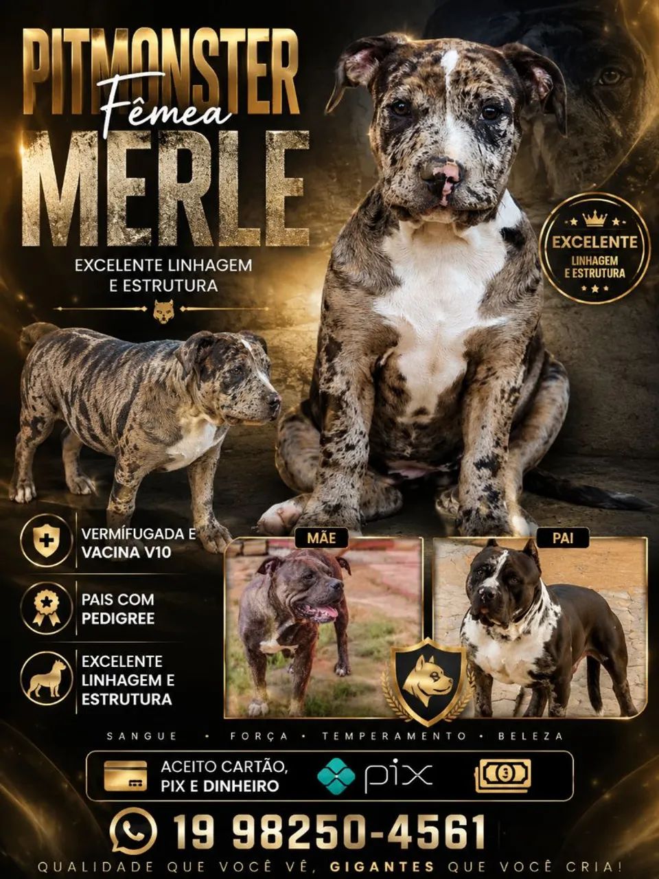 Pitmonster fêmea merle 