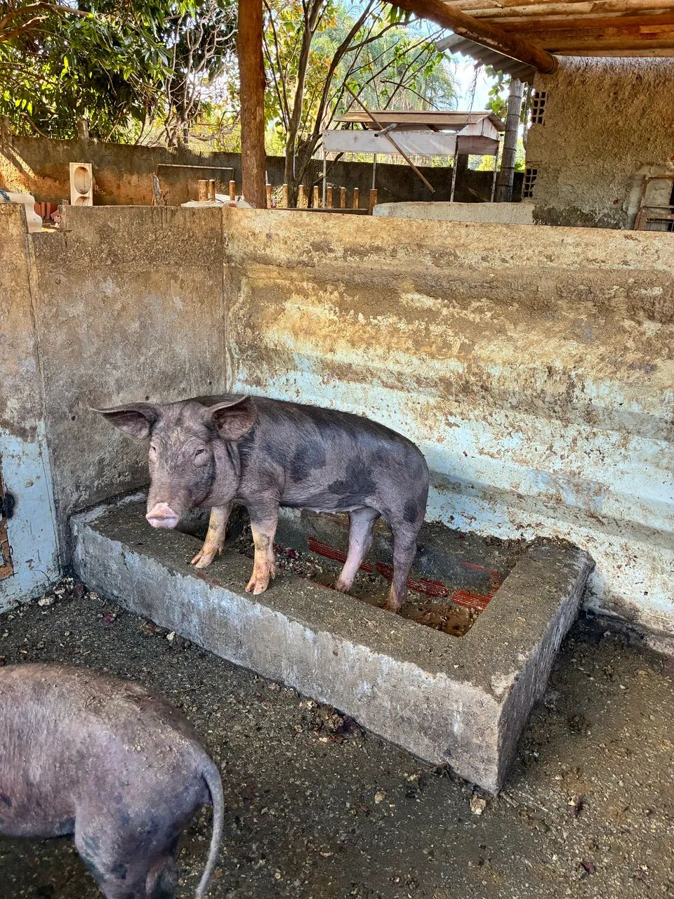 Leitão caipira  - Foto 4