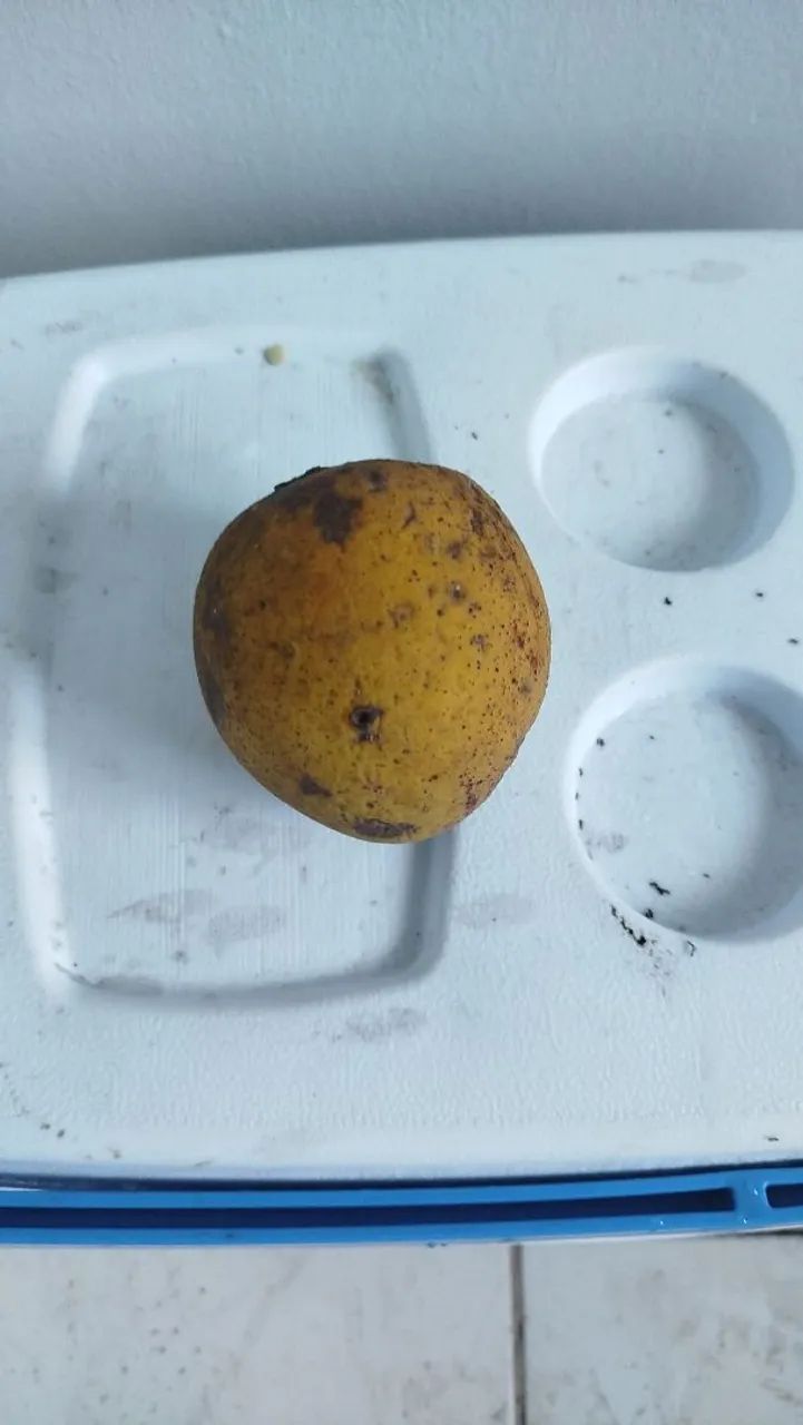 Frutas do Norte. - Foto 4