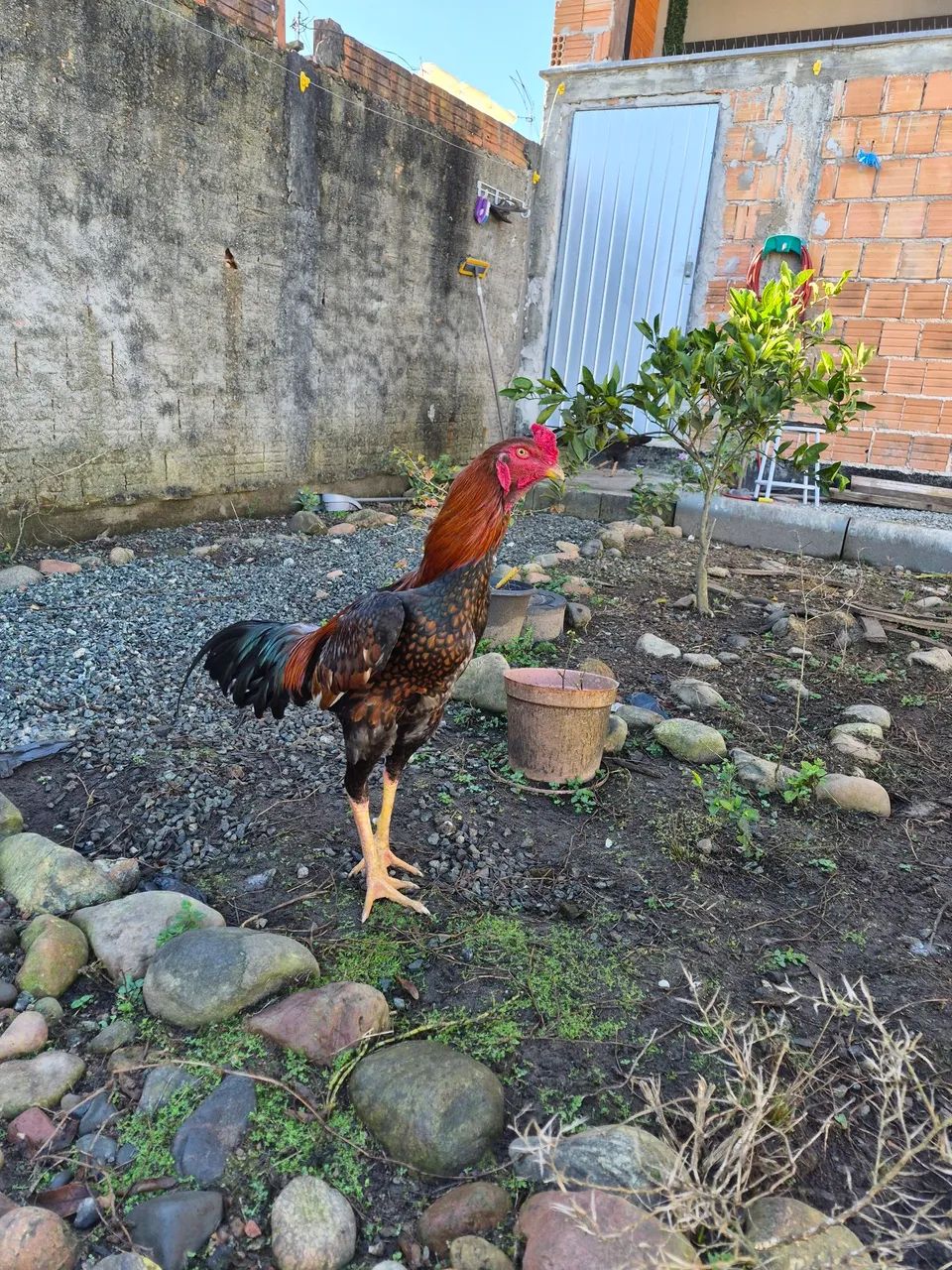 Galo indio