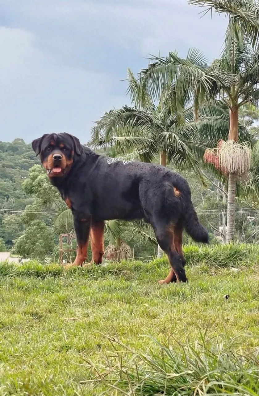 FEMEA ROTTWEILERS