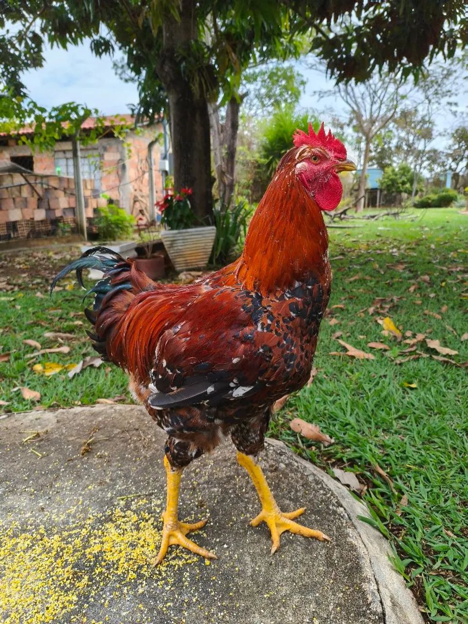 Frango GSB
