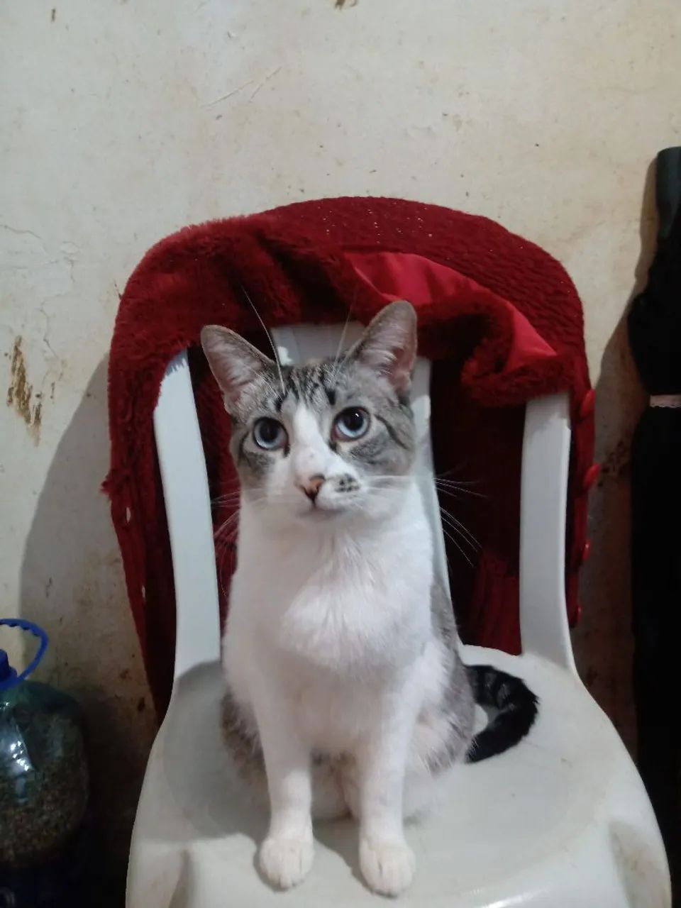 Kàssia para adoção responsàvel - Foto 2