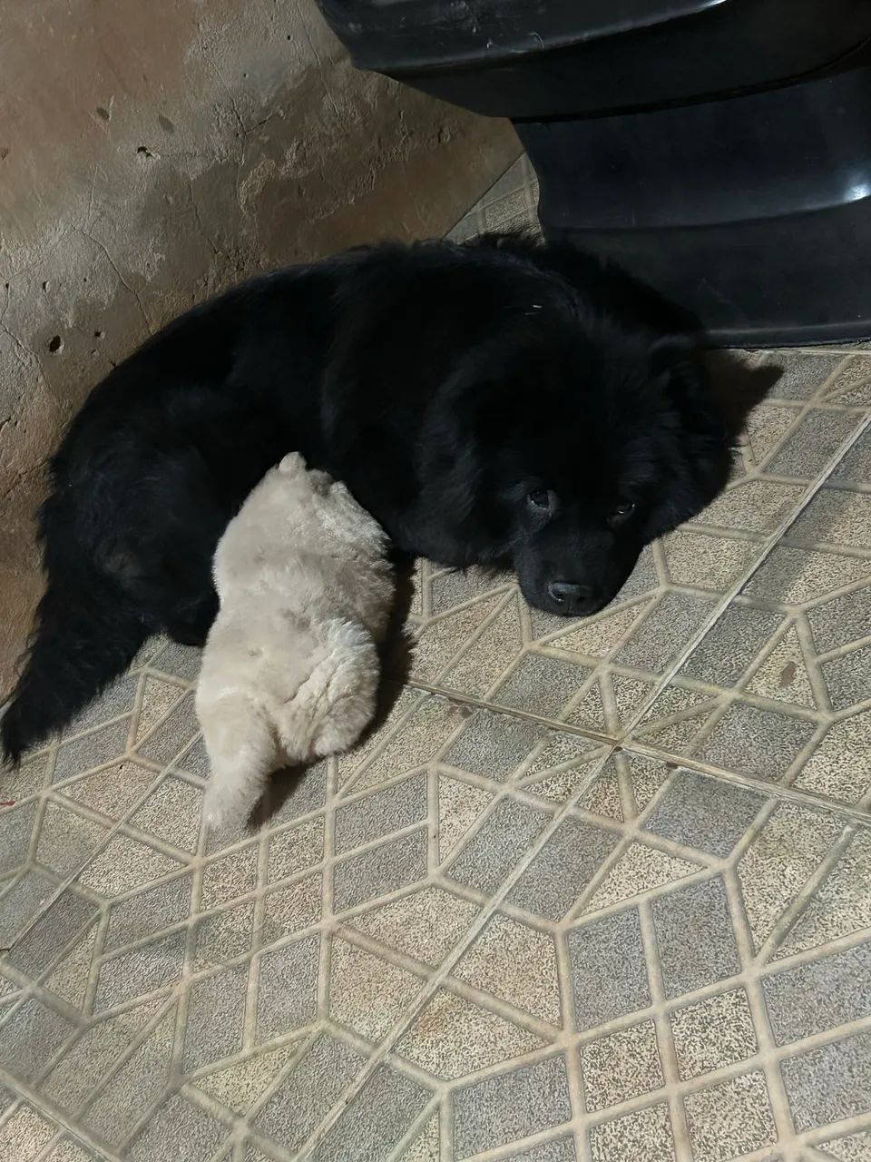 Chow chow puro 