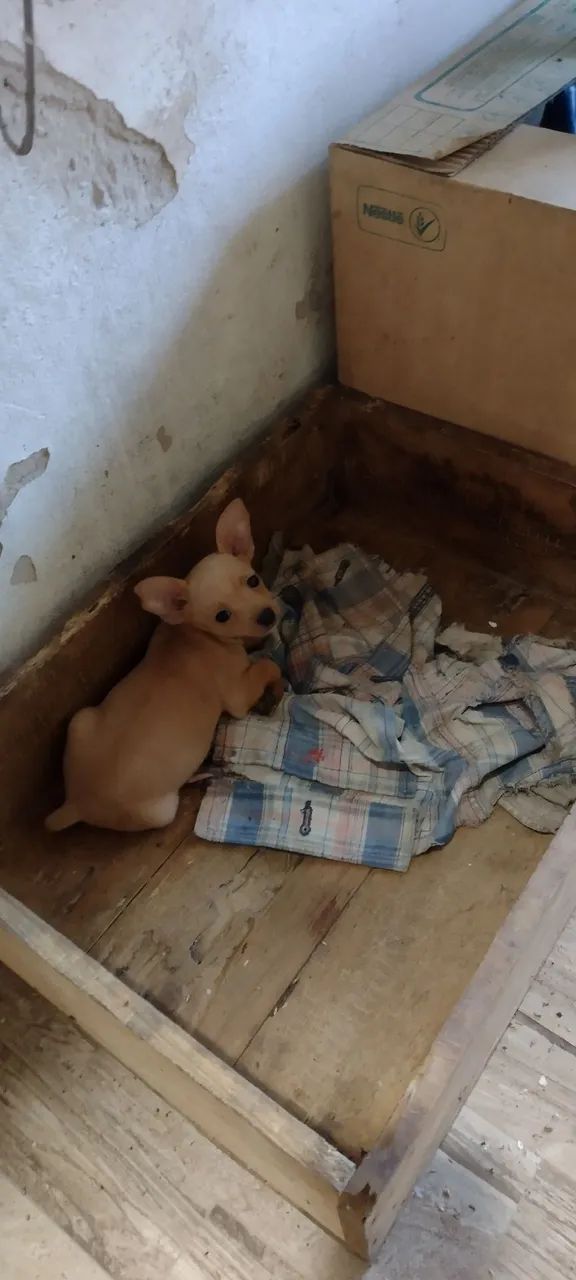 Filhote de pinscher