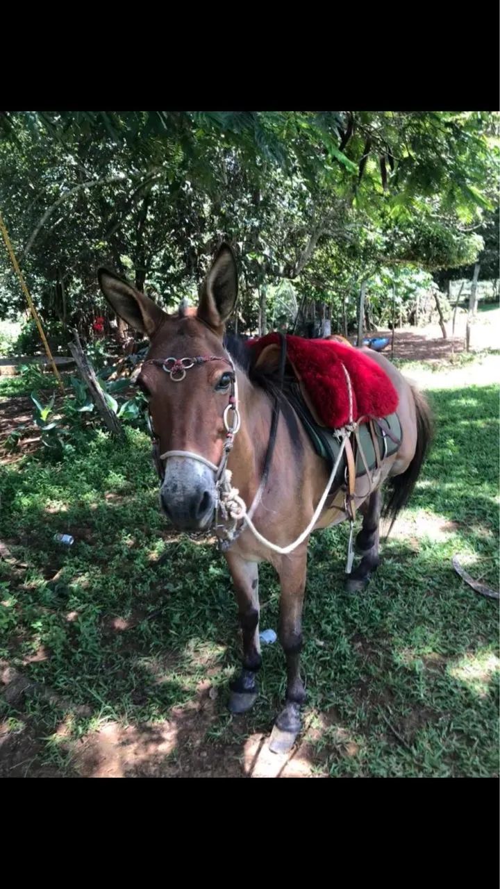 Mula para venda