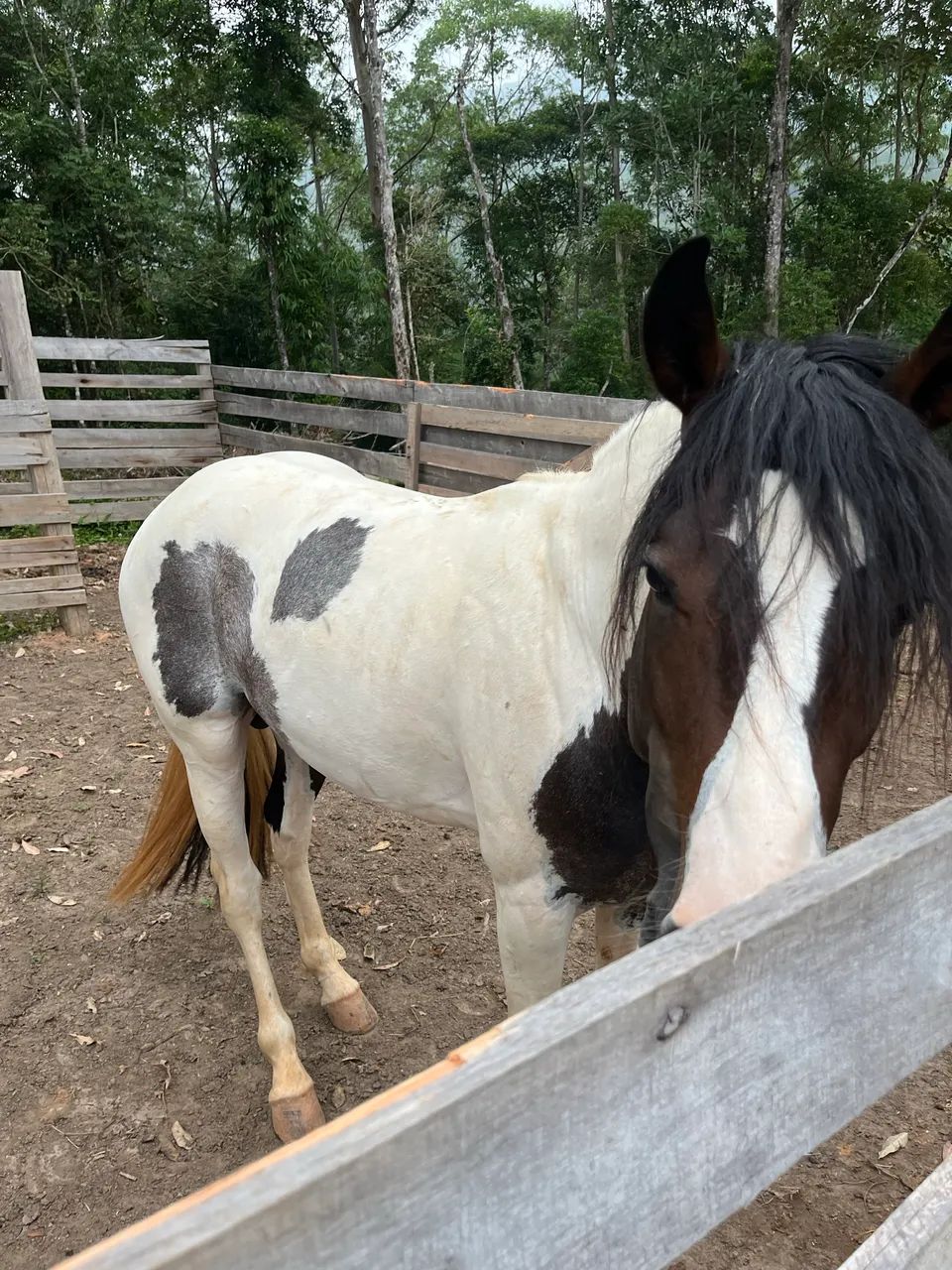 Cavalo - Foto 3
